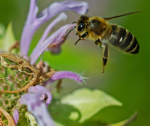 Beautiful bee